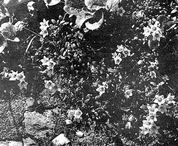 Loiselura procumbens (Arctic azalea)