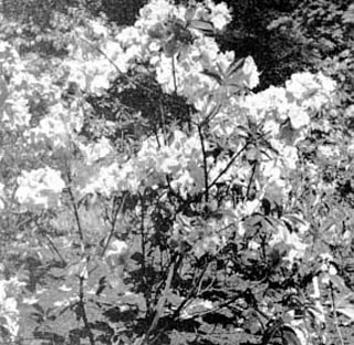 Seedlings of R. 'Cecile x R. 'Berryrose'