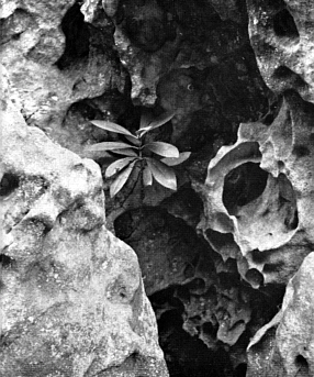 Rhododendron growing on cavernous rock.