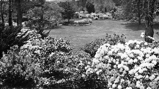 Rhododendrons in the Dexter Garden