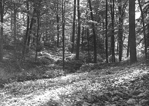 Natural wooded area at Winterthur