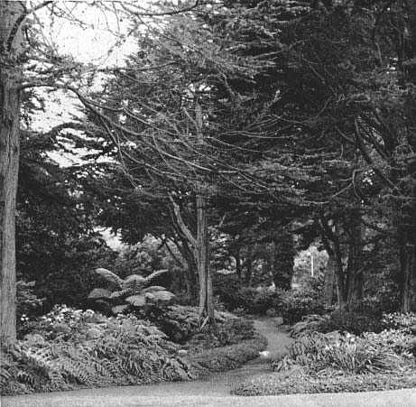 A shady path in the proposed Rhododendron Garden