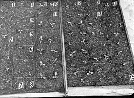 1962 seedlings, 4 months