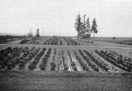 Soil management plots at the North Willamette Experiment Station