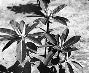 Non-fertilized plant showing vegetative buds only.