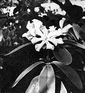 R. leucogigas in bloom
