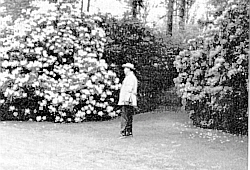 Large rhododendron at Murray Home