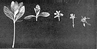 Non dwarf and dwarf azalea cuttings.