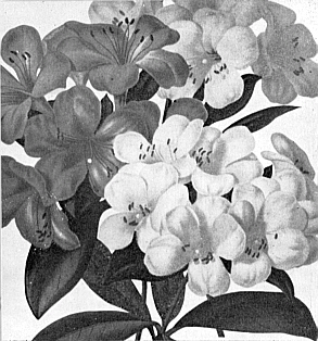 Illustration in "New Javanese Rhododendrons"