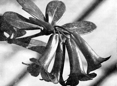 R. wrightianum var. cyclopense