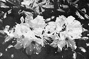 Flowers of the Golden Rhododendron