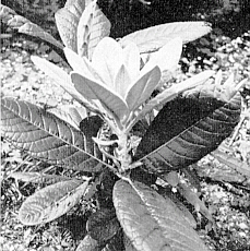 R. macabeanum