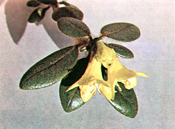R. valentinianum