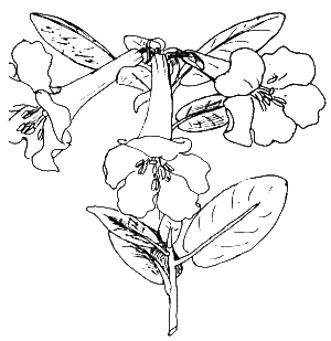 unidentified rhododendron species