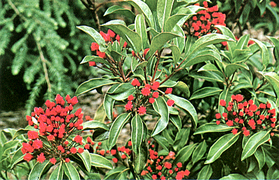 Red-budded mountain laurel