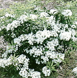 White flowered mountain laurel