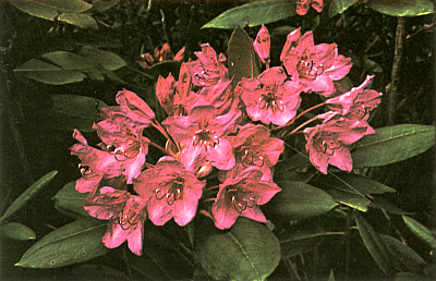 Red-flowered R. macrophyllum