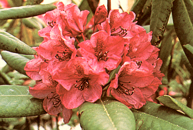 R. macrophyllum