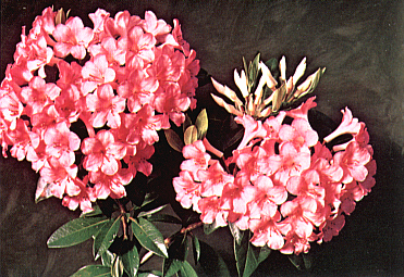 Rhododendron 'Pink Delight'