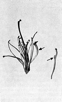 Flower of mutant specimen of flame azalea