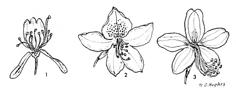 Slightly zygomorphic rhododendron flowers