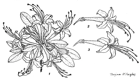 azalea drawing
