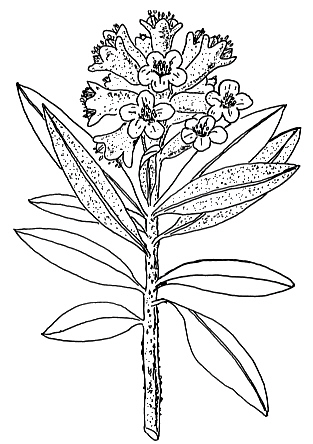 R. ferrugineum