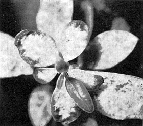 White powder gradually began to cover the<br>
leaves of rhododendron seedlings, indicating<br>
that fertilizing solutions were too frequent
