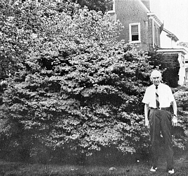 The 55-year-old azalea in Holmsburg, Pennsylvania garden.