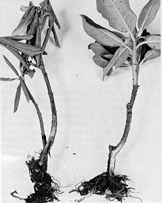 Diseased and healthy rhododendron comparison.