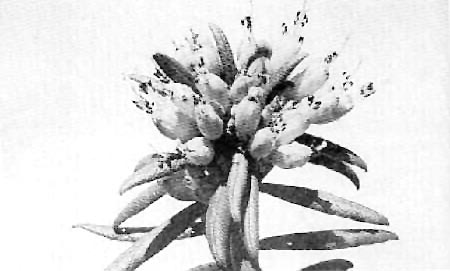 R. spinuliferum
