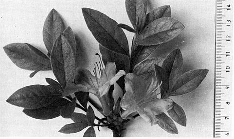 Rhododendron viscosum x R. poukhanense