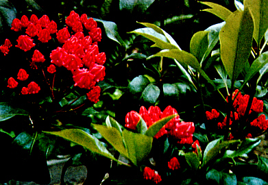 Kalmia latifolia 'Ostbo Red'
