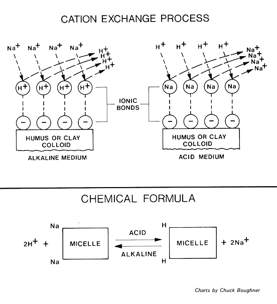 Cation exchange