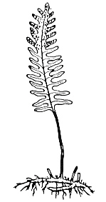 Common polypody fern