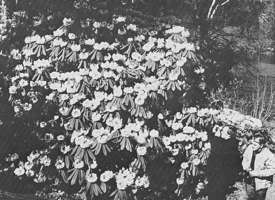 Llarge R. calophytum in the Phetteplace garden