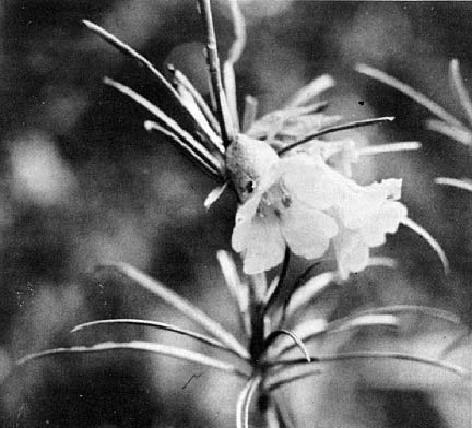 R. stenophyllum