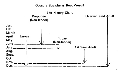 Obscure Strawberry Root Weevil life cycle