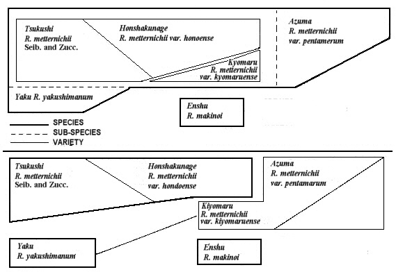 The relationship of R. metternichii, R. yakushimanum and R. makinoi