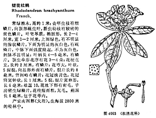page from Iconographia Cormophytorium Sinicorum