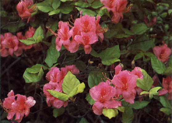 R. weyrichii</i>, pink form Mt. Halla, Cheju, Korea