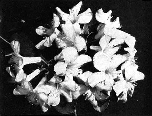 R. laetum x R. phaeopeplum