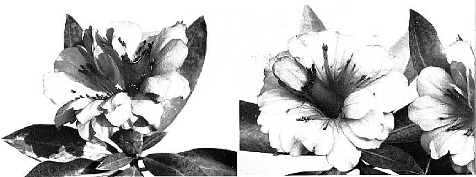 'Triumpans' flower