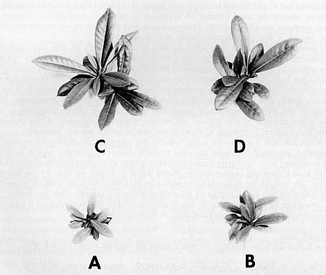 Seedlings of R. metternichii, treated and untreated with alfalfa