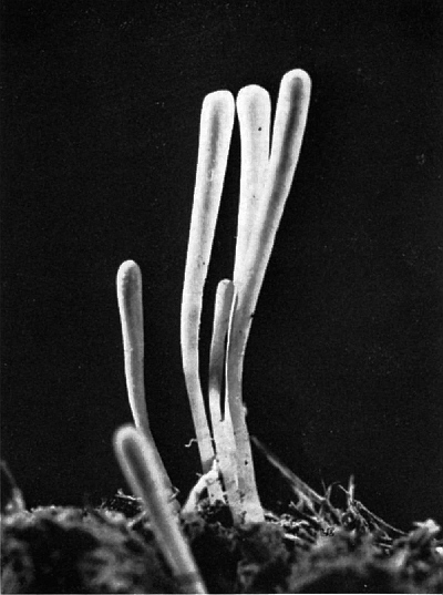 Fruiting body of mycorrhizal fungus, Clavaria