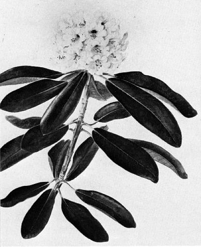 Drawing of Rhododendron fictolacteum