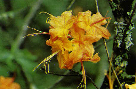 R. calendulaceum