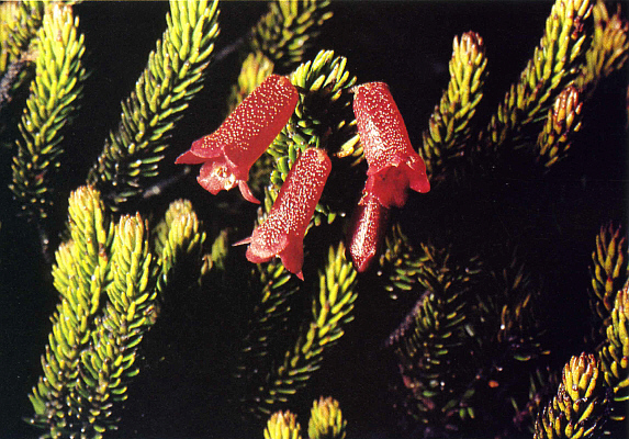 Rhododendron ericoides