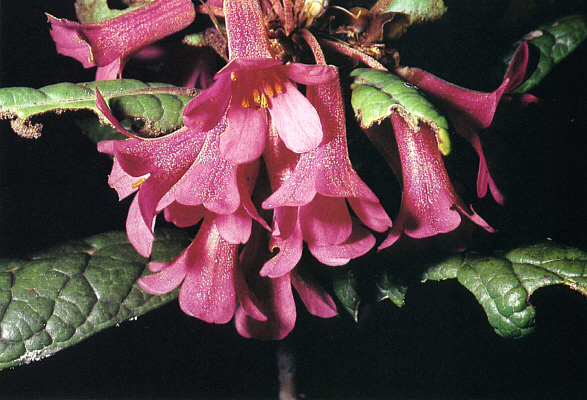 Rhododendron rugosum