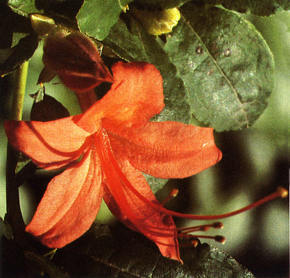 R. prunifolium